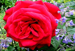 red rose by Carolyn Munn