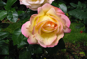yellow rose by Carolyn Munn